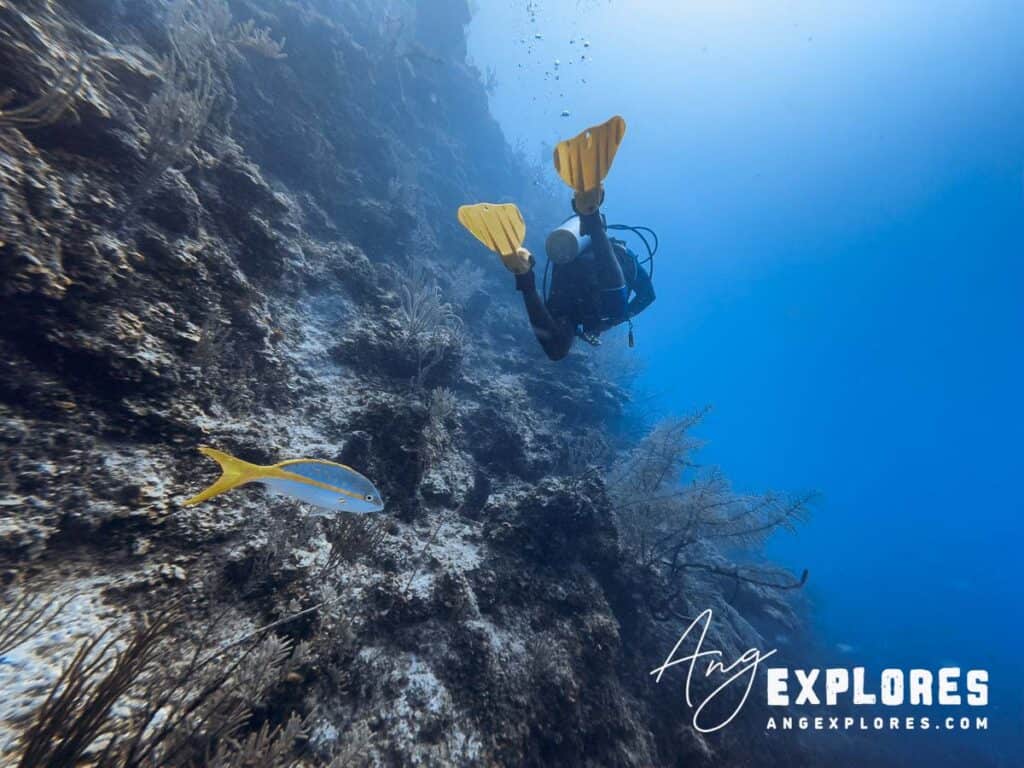 diver in belize