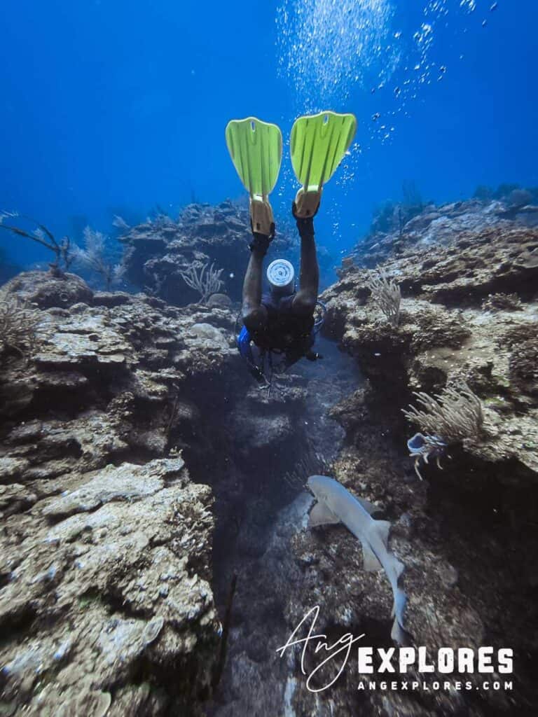 nurse shark swimming underneath diver, belize