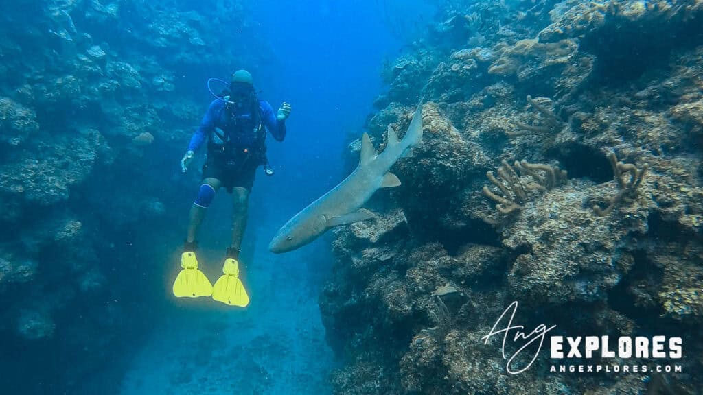 dive guide and nurse shark, belize