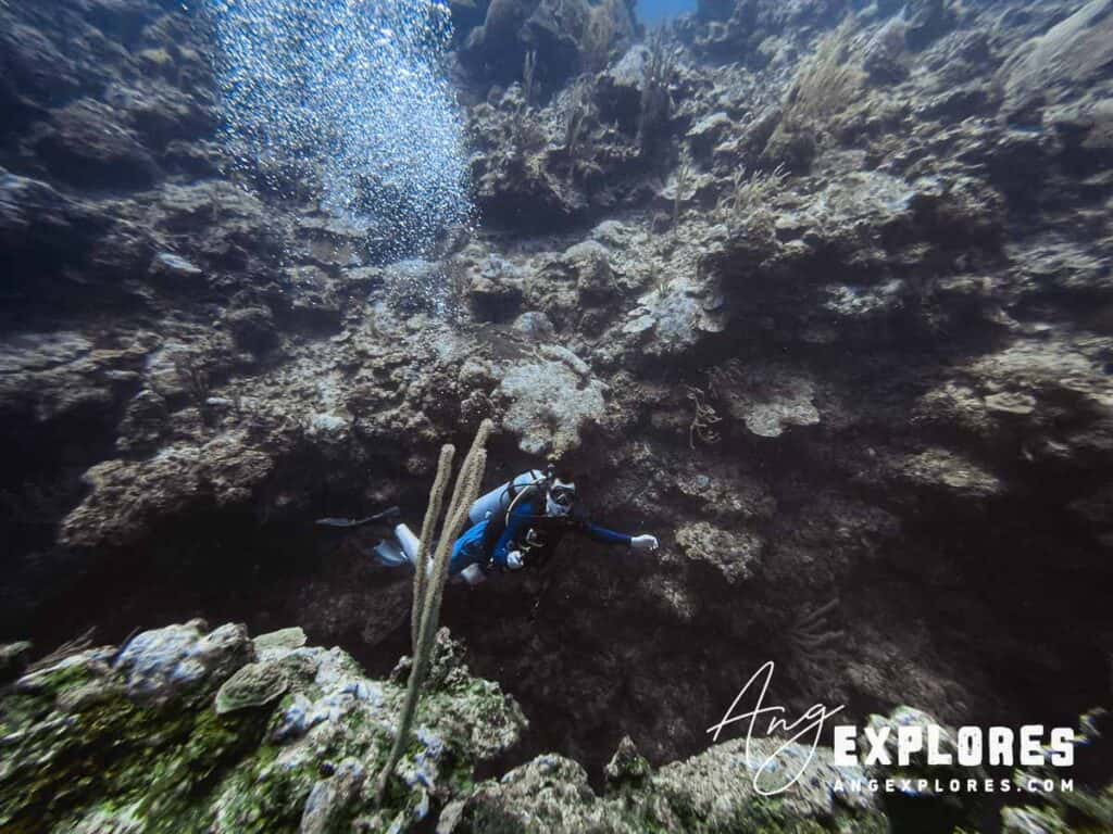 diving near ambergris caye