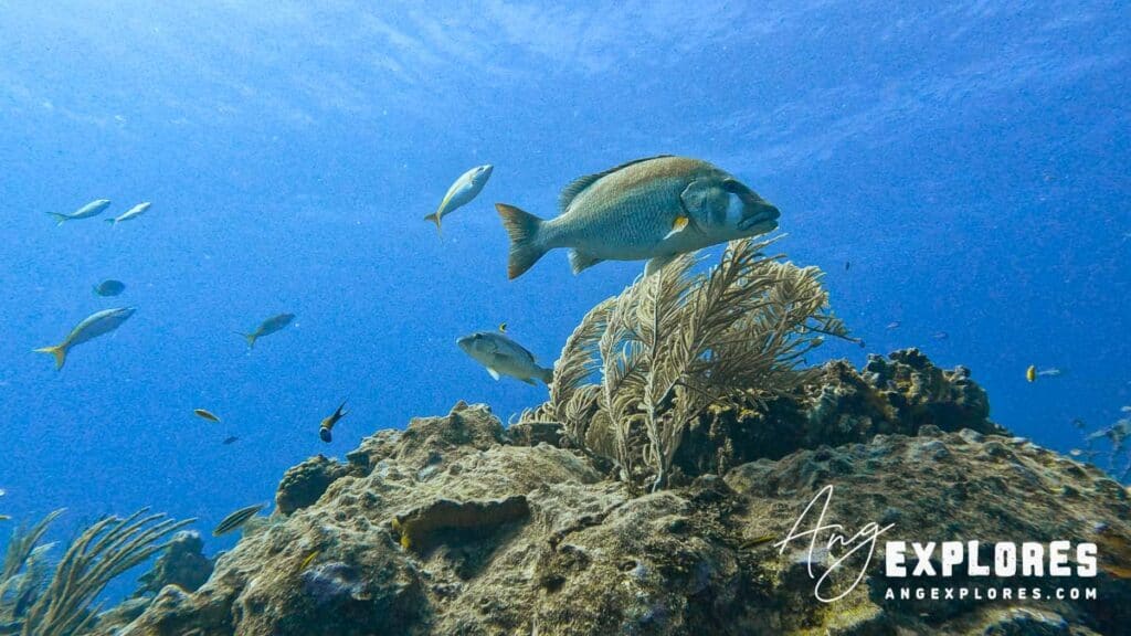 dog snapper on a dive in belize