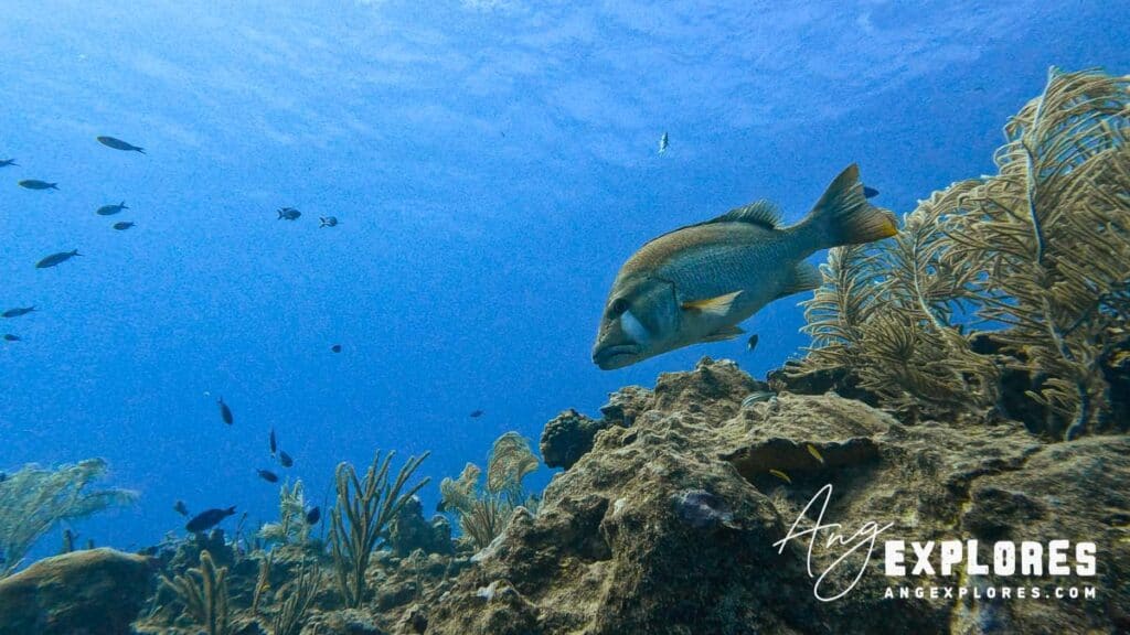 dog snapper in belize