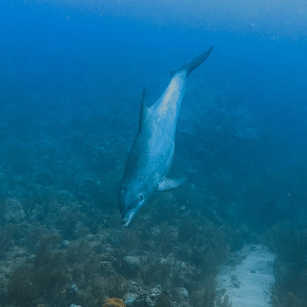 atlantic bottlenose dolphin belize
