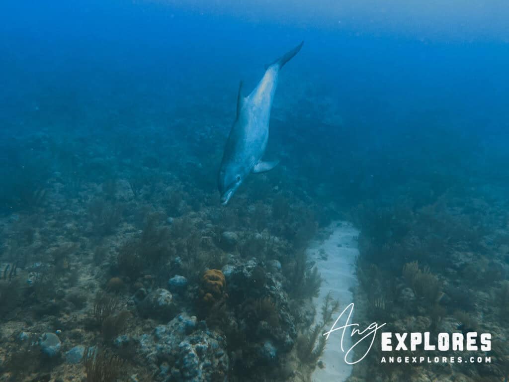 dolphin on a dive in belize