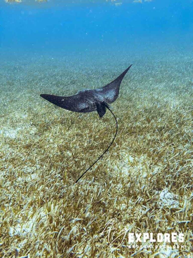 eagle ray gliding over seagrass at hol chan