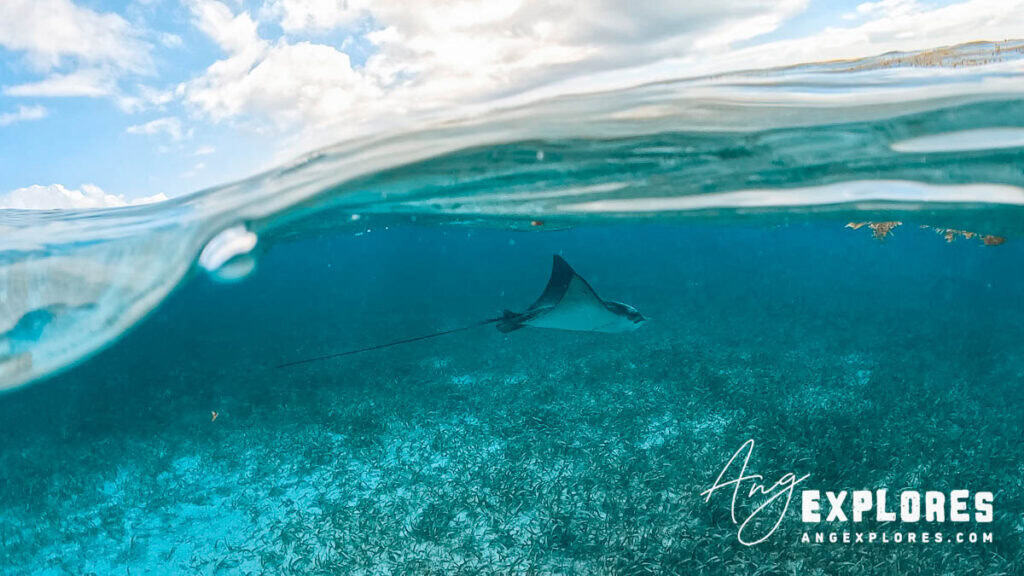 spotted eagle ray gliding in the water at shark ray alley