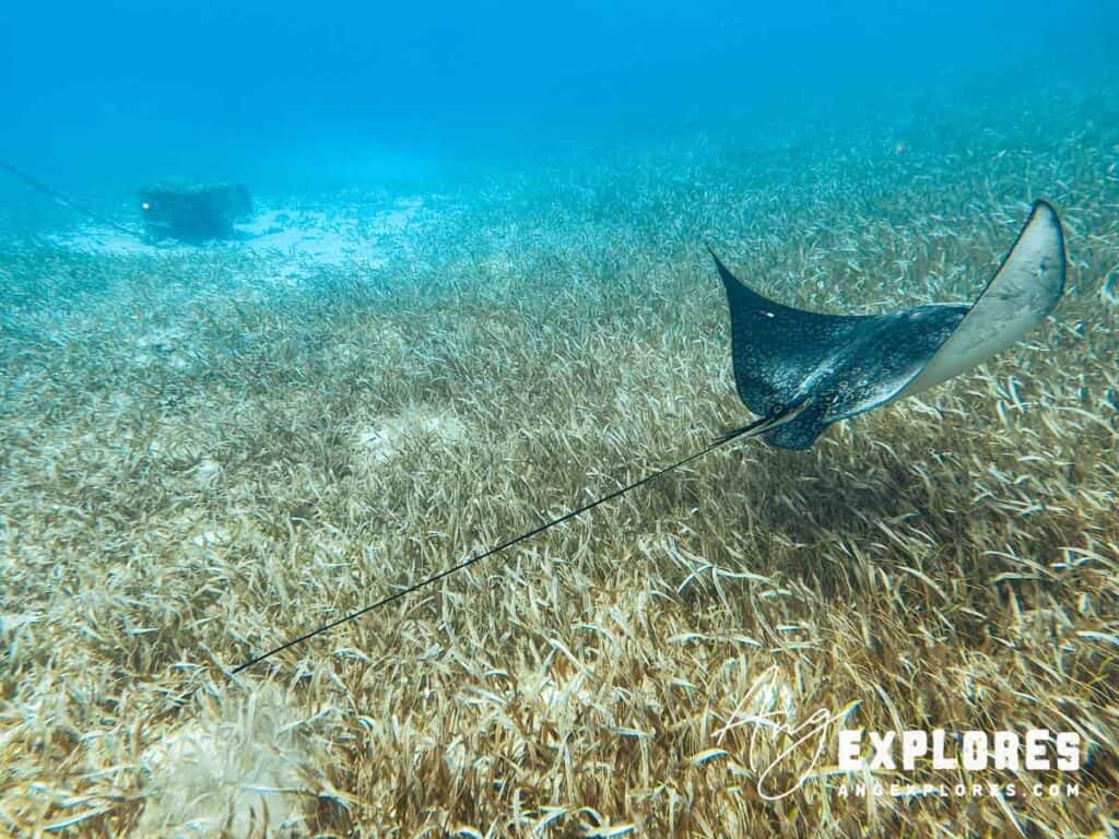 eagle ray at shark ray alley, ambergris caye belize