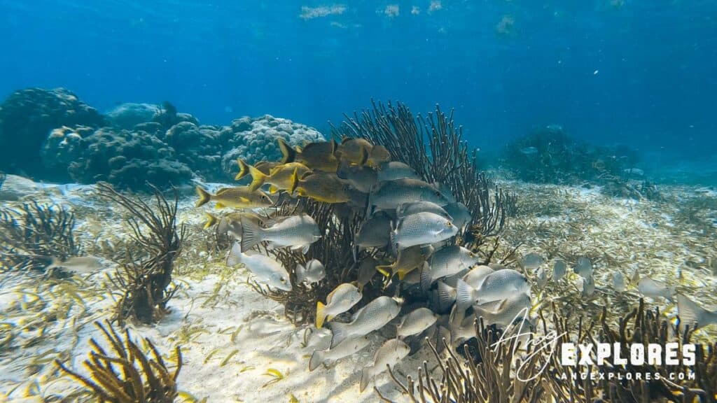 fish at hol chan marine reserve