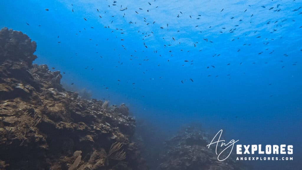 fish at tackle box canyons, ambergris caye