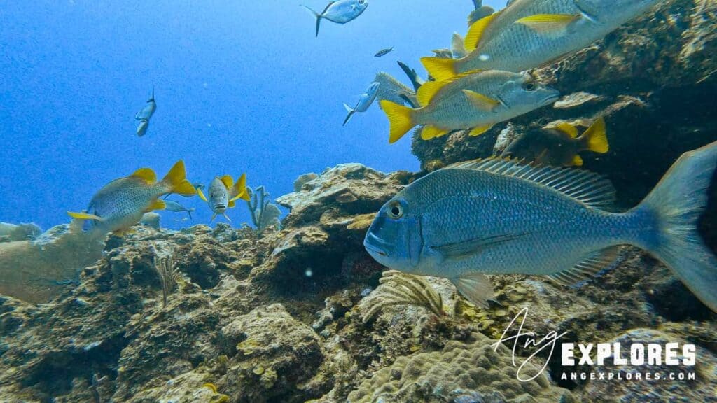 reef fish in belize