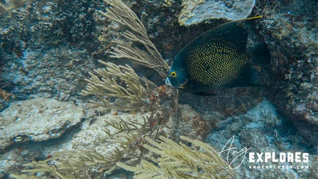 French angelfish Belize