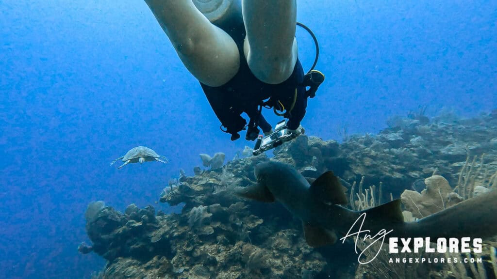 friendly nurse shark on the belize barrier reef