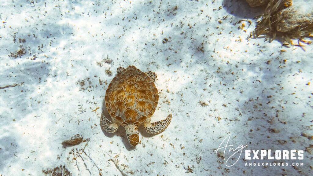 sea turtle resting in the sand at hol chan, belize