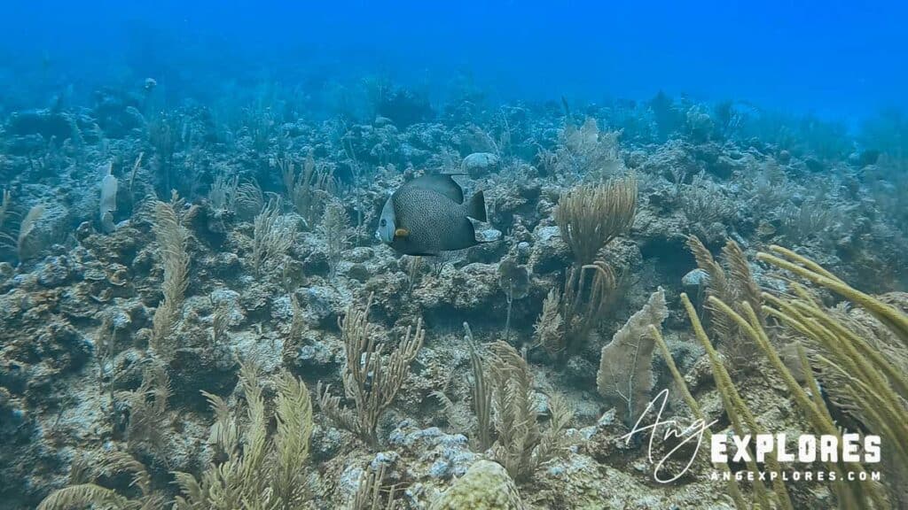grey angelfish in belize