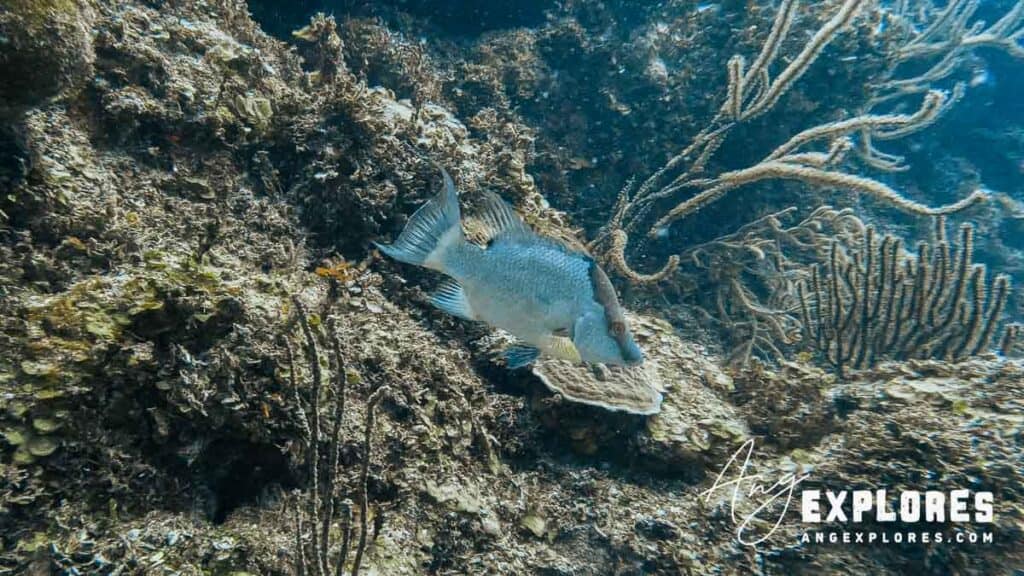 hogfish belize