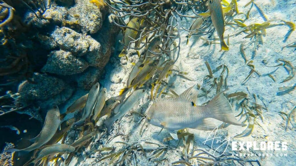 hogfish and bluestriped grunt in belize