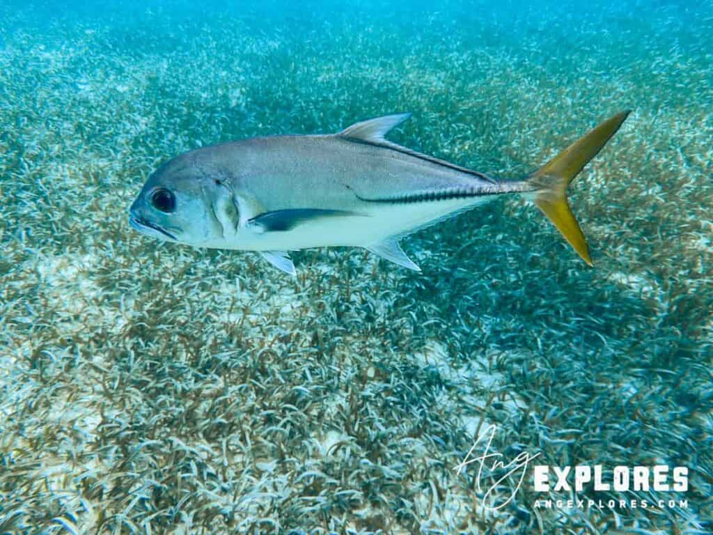 horse-eye jack, belize