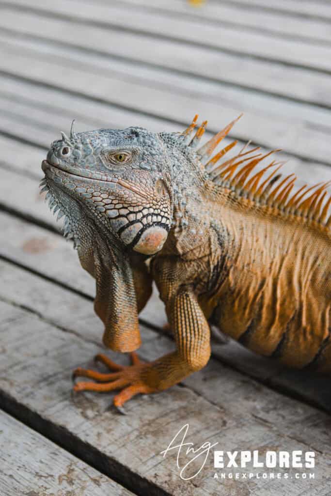 orange and green iguana in san pedro belize