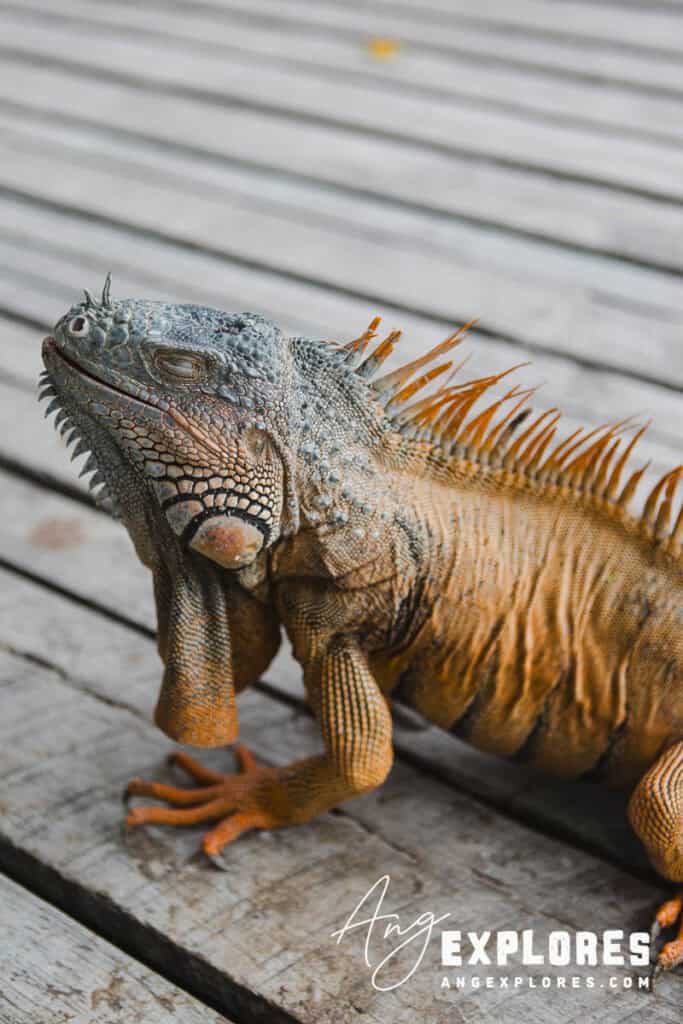 iguana resting in san pedro belize