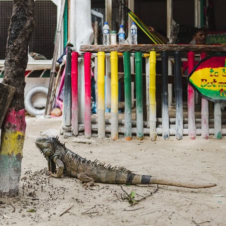iguana sanctuary in san pedro belize