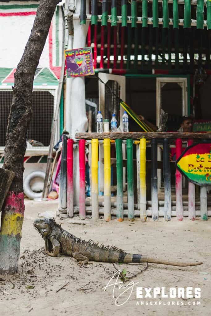 iguana resting in ambergris caye, belize