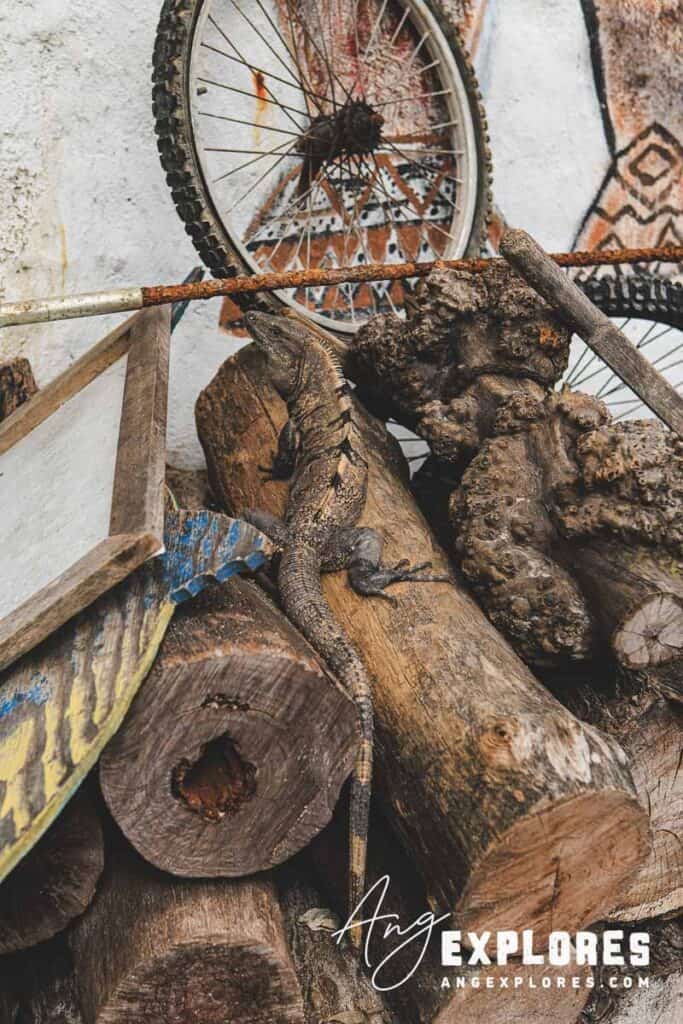 iguana and old bike tire in san pedro ambergris caye