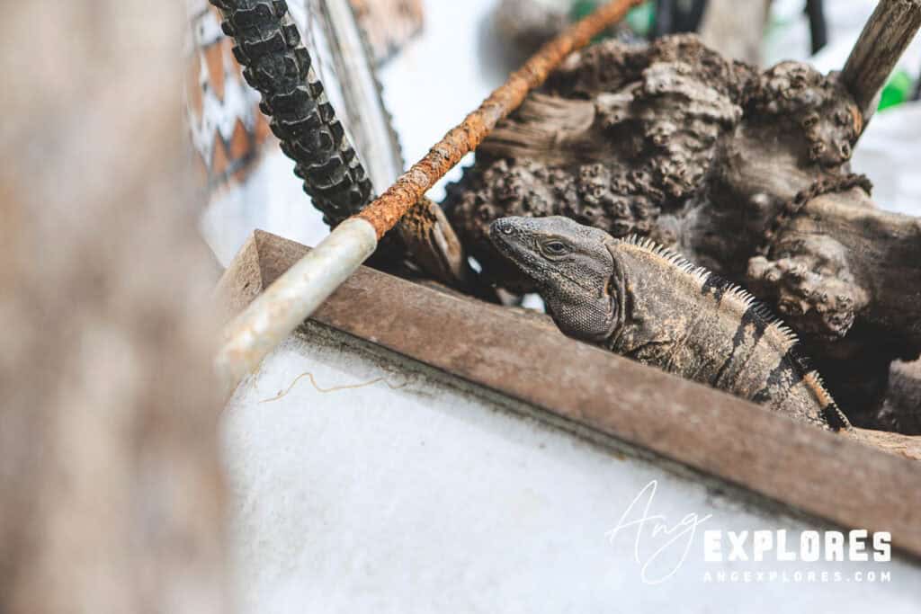 iguana in san pedro ambergris caye