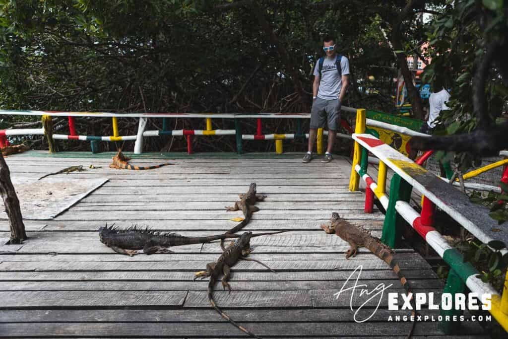 iguanas in san pedro belize