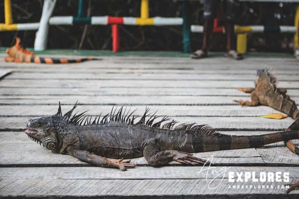 iguana sanctuary in san pedro ambergris caye