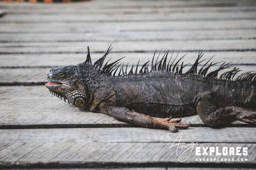 iguana sanctuary in san pedro ambergris caye