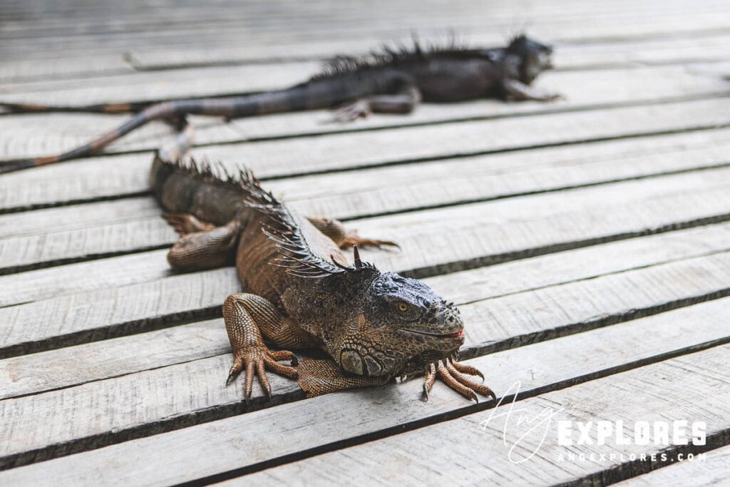iguana crawling in san pedro ambergris caye