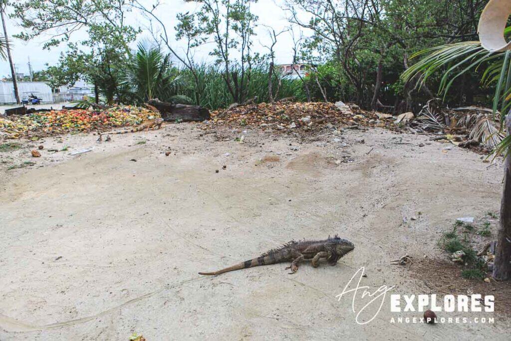 iguana in front of fruit pile