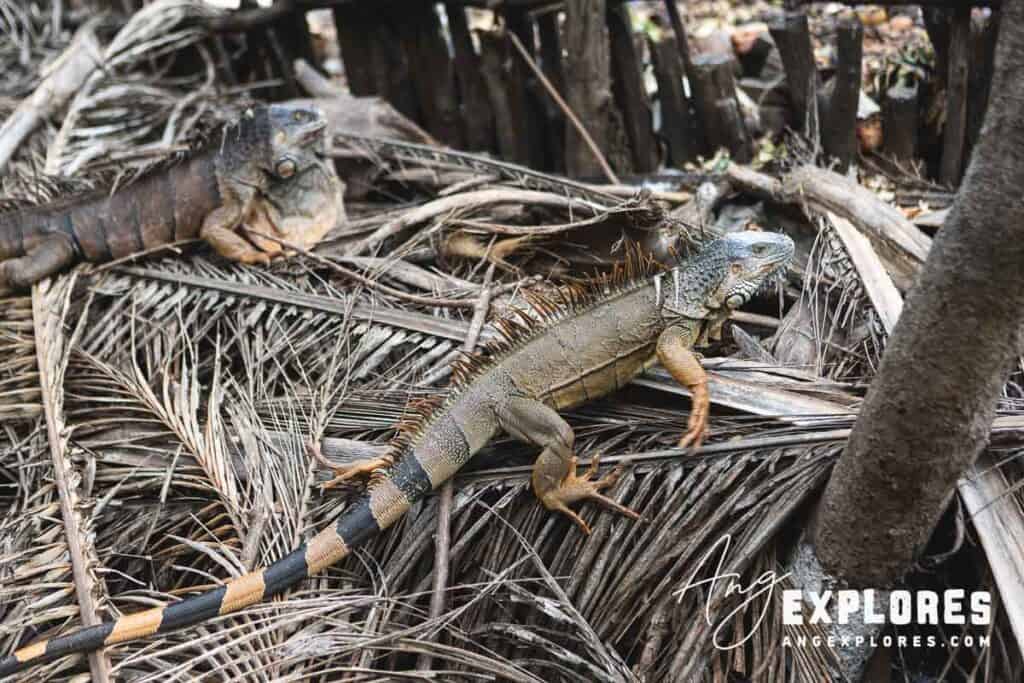 iguanas in sanctuary, san pedro belize