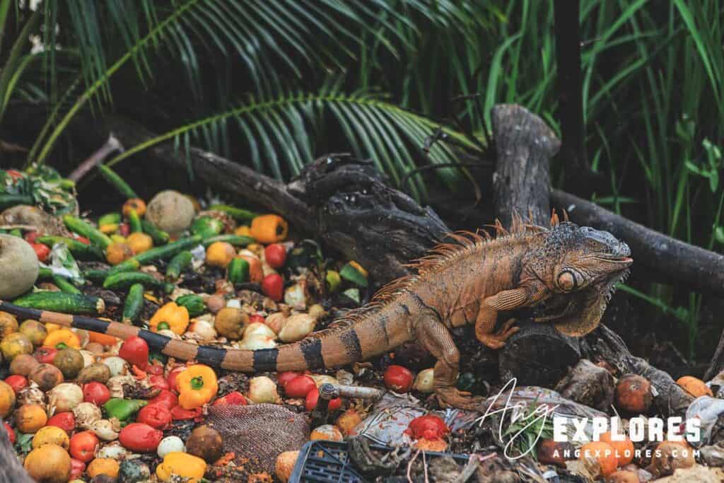 iguana climbing over fruits and vegetables