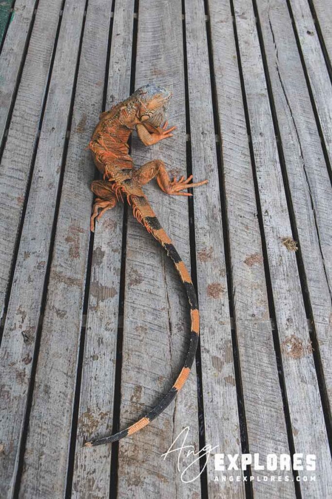 orange and green iguana on dock in san pedro belize