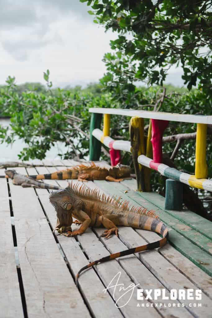 sunning dock for iguanas, belize