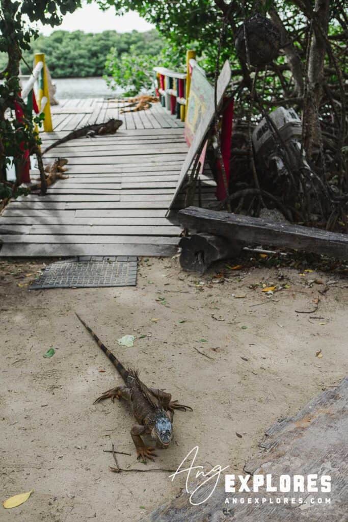 sunning dock for iguanas