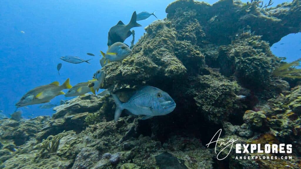 jolhead porgy ambergris caye dive