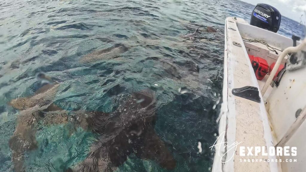 nurse sharks approaching boat at shark ray alley