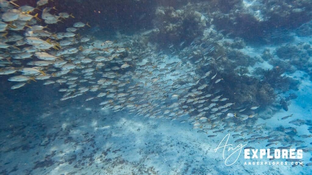 large school of fish at hol chan, ambergris caye