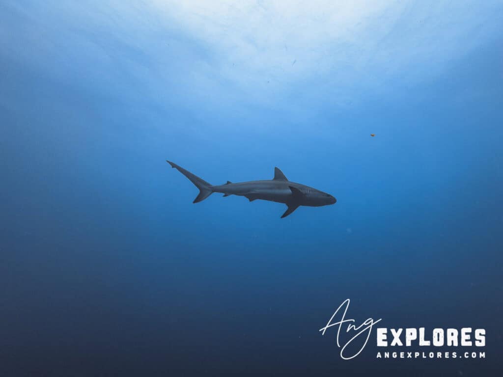 reef shark, belize