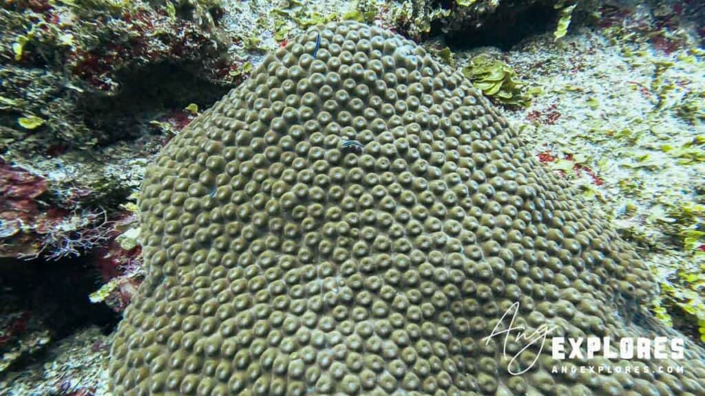 Montastrea and small fish at reef in Belize