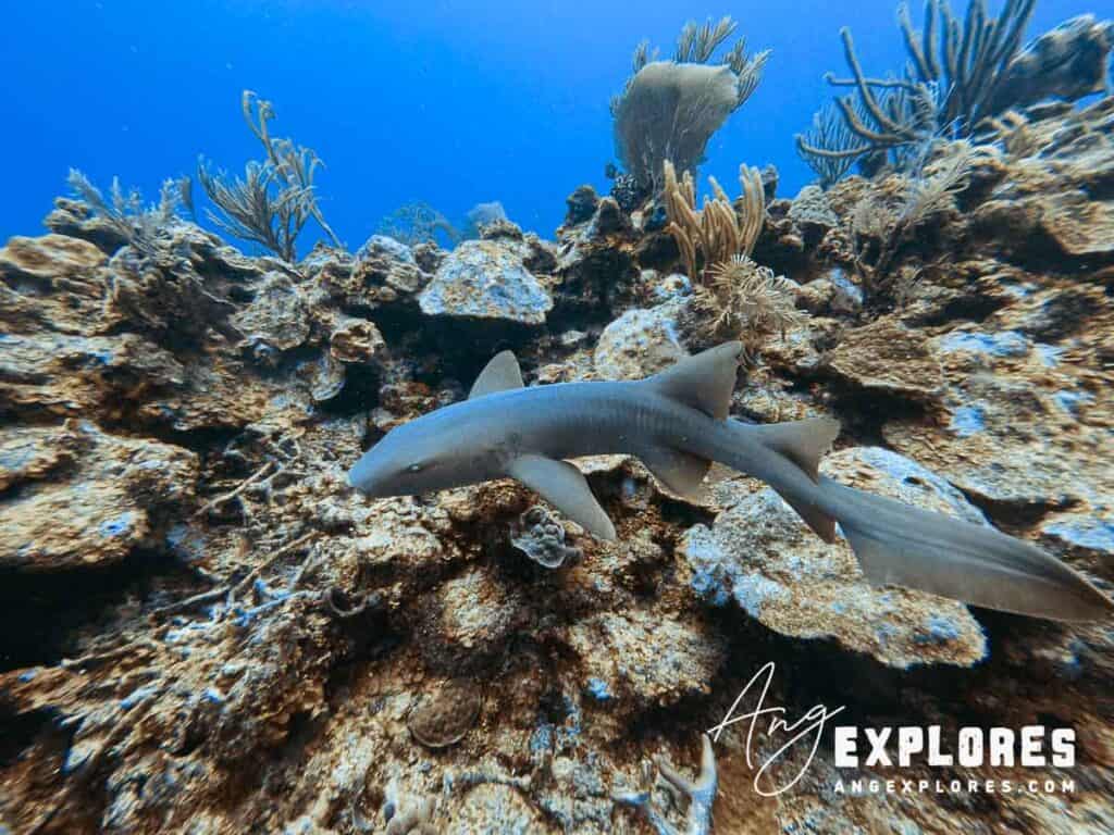 nurse shark near ambergris caye belize