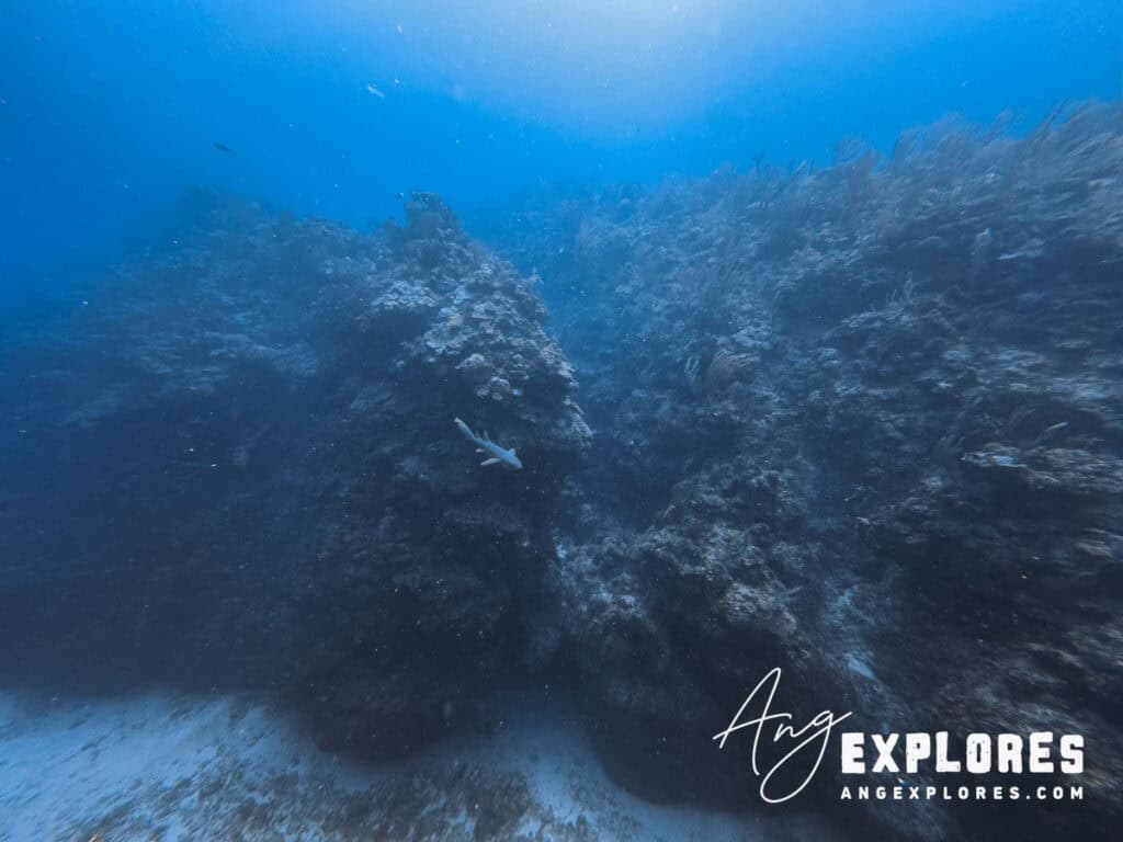 wide shot of a nurse shark in tuffy canyons, belize
