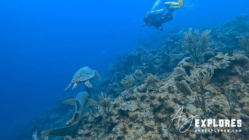 nurse shark following sea turtle