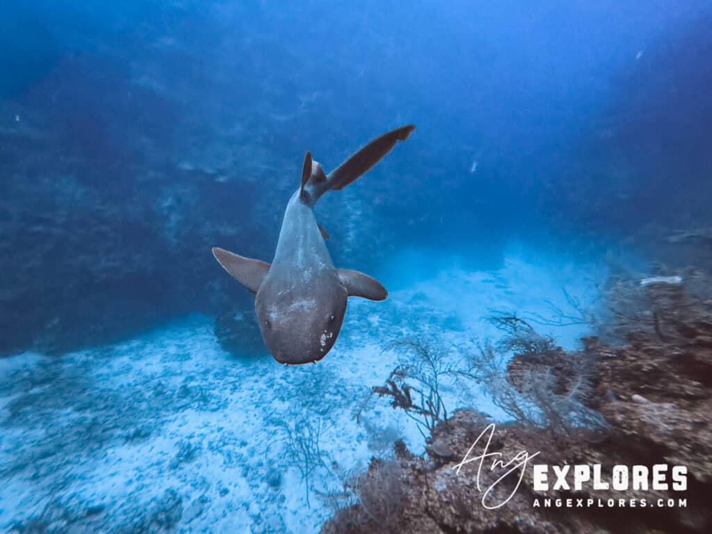 nurse shark approaching, Belize
