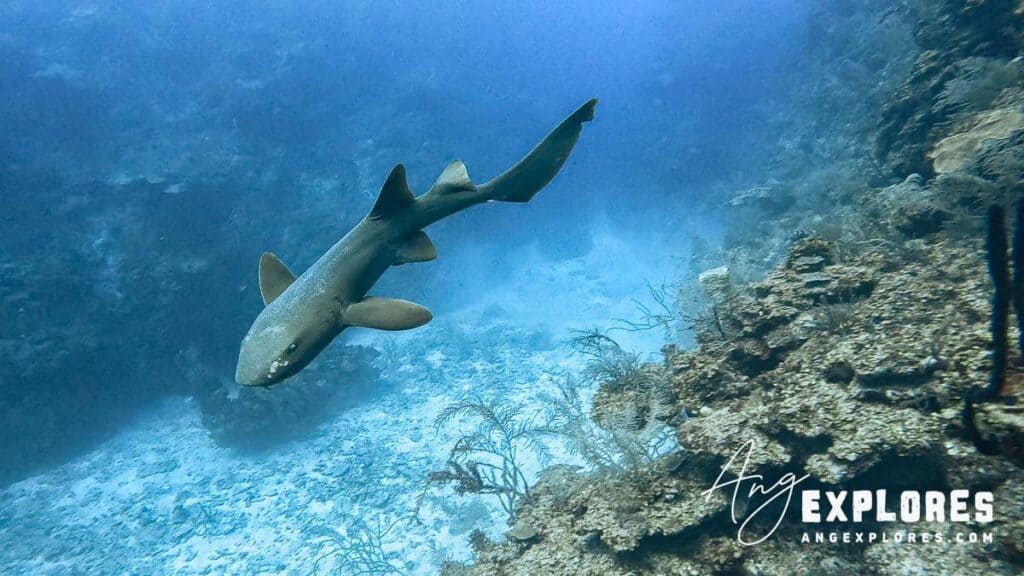 nurse shark cruising the reef on a dive