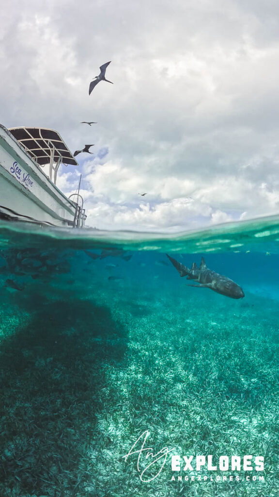 over-under shot of a nurse shark at hol chan, ambergris caye