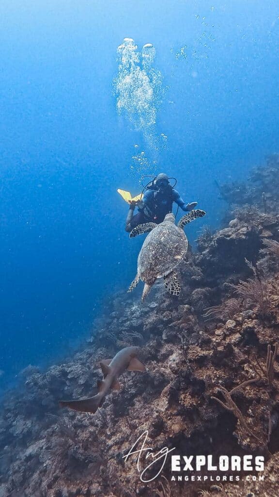sea turtle and nurse shark approaching diver