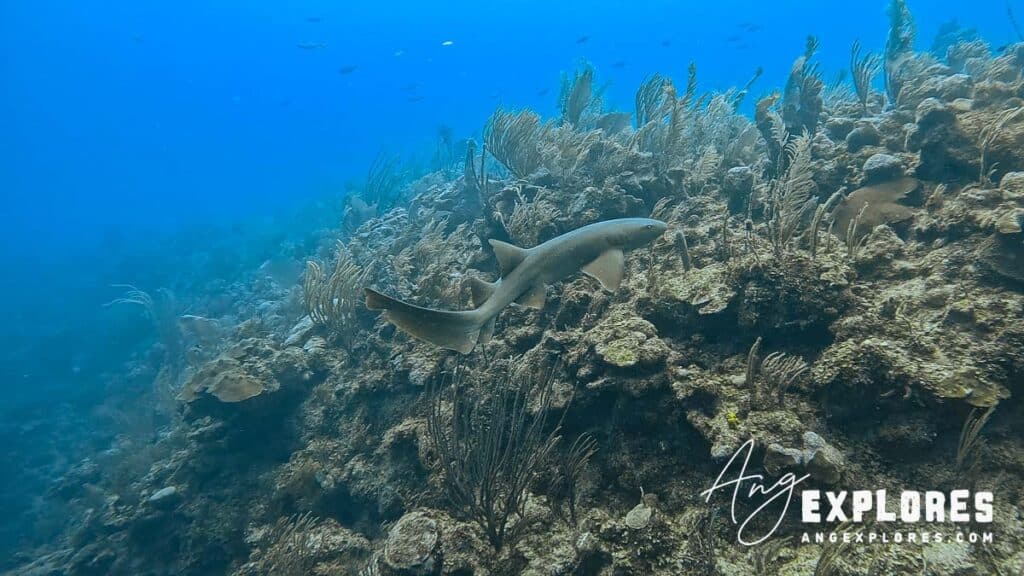 nurse shark on a dive in belize